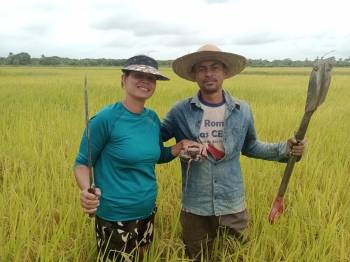 Com arroz agroecológico, quilombo de Sergipe acessa recursos do PAA pela primeira vez no Brasil